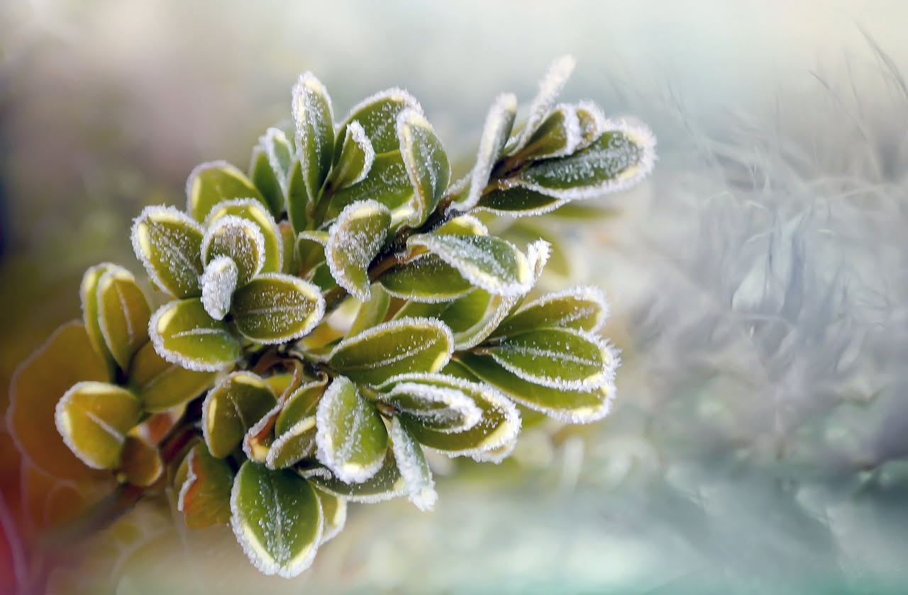 Albero di Giada e Resistenza al Freddo: Guida Completa alla Protezione e Cura Invernale