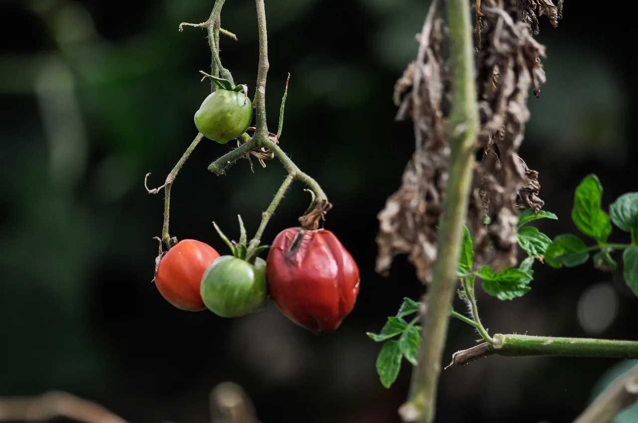 Pomodori affetti da marciume del colletto con foglie ingiallite e danni visibili sul gambo.