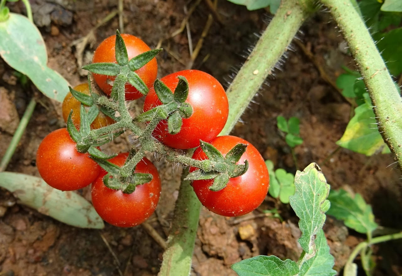Cenere di legna come concime naturale per pomodori: scopri benefici, dosi e metodi d'uso efficaci.