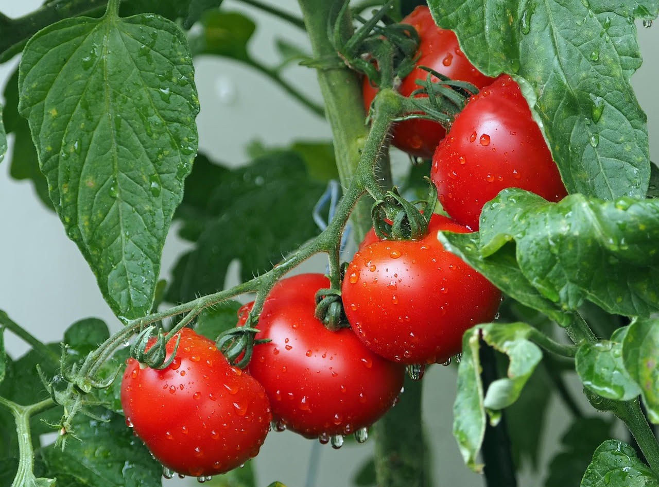 Cenere di legno come concime naturale per pomodori: scopri i benefici e le modalità d'uso per piante più sane.