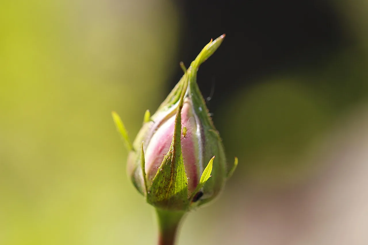 Rose infestate da afidi con un trattamento all'aglio per la protezione delle piante.
