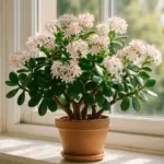 Pianta di giada come farla fiorire: guida completa