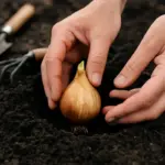 Bulbi da piantare a giugno: quali scegliere e come fare