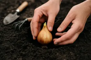 Bulbi da piantare a giugno: quali scegliere e come fare