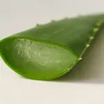 Benefici dell’aloe vera: guida completa ai rimedi naturali