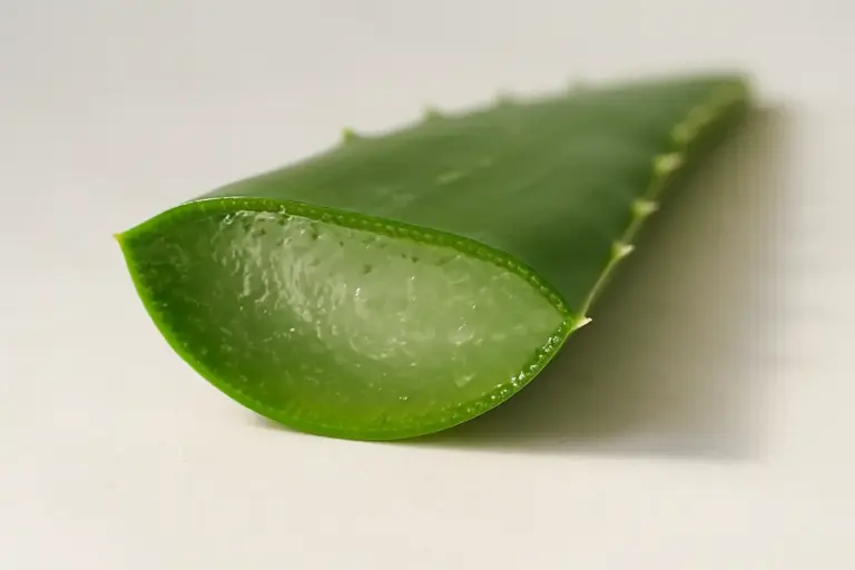 Benefici dell’aloe vera: guida completa ai rimedi naturali