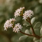 Come far fiorire l’albero di giada in vaso: tecniche pratiche e tempi reali