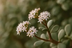 Come far fiorire l’albero di giada in vaso: tecniche pratiche e tempi reali