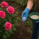 Quando è meglio concimare le rose? Scopri la tempistica che regala fioriture abbondanti