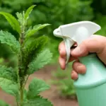Invasioni di afidi sulle piante da giardino: quali soluzioni rapide funzionano davvero?