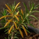 Perché il rosmarino diventa giallo: cause e soluzioni