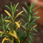 Perché il rosmarino ha le foglie gialle: cause e soluzioni pratiche