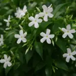 Si può tagliare il gelsomino in fiore? Guida alla potatura corretta