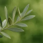 Olivo potato: come riconoscere gli errori e correggerli