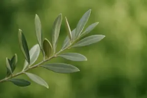 Olivo potato: come riconoscere gli errori e correggerli