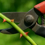 In che mese si potano le rose: la guida pratica alla potatura