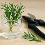 Talea di rosmarino in acqua: guida completa per riprodurre la pianta